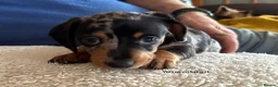 Miniature Dachshund dogs for sale: Gorgeous Litter of Miniature Dachshund Puppies - Advert 13