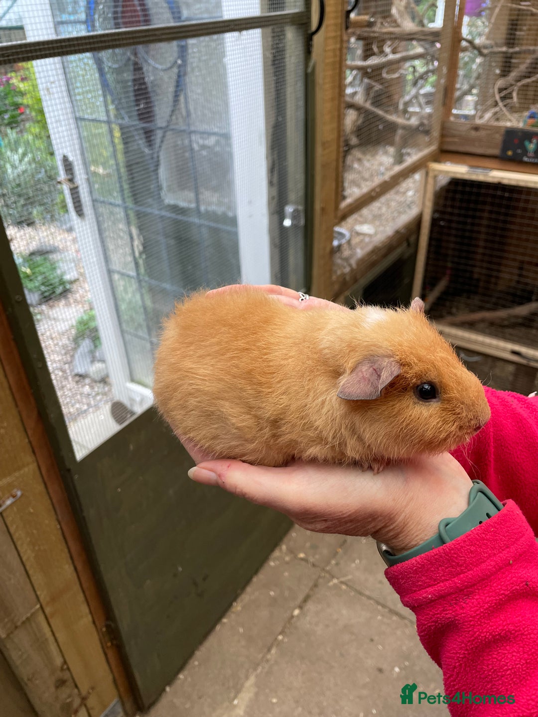 Guinea Pig rodents for sale: Stunning baby guinea pig  - Image 8