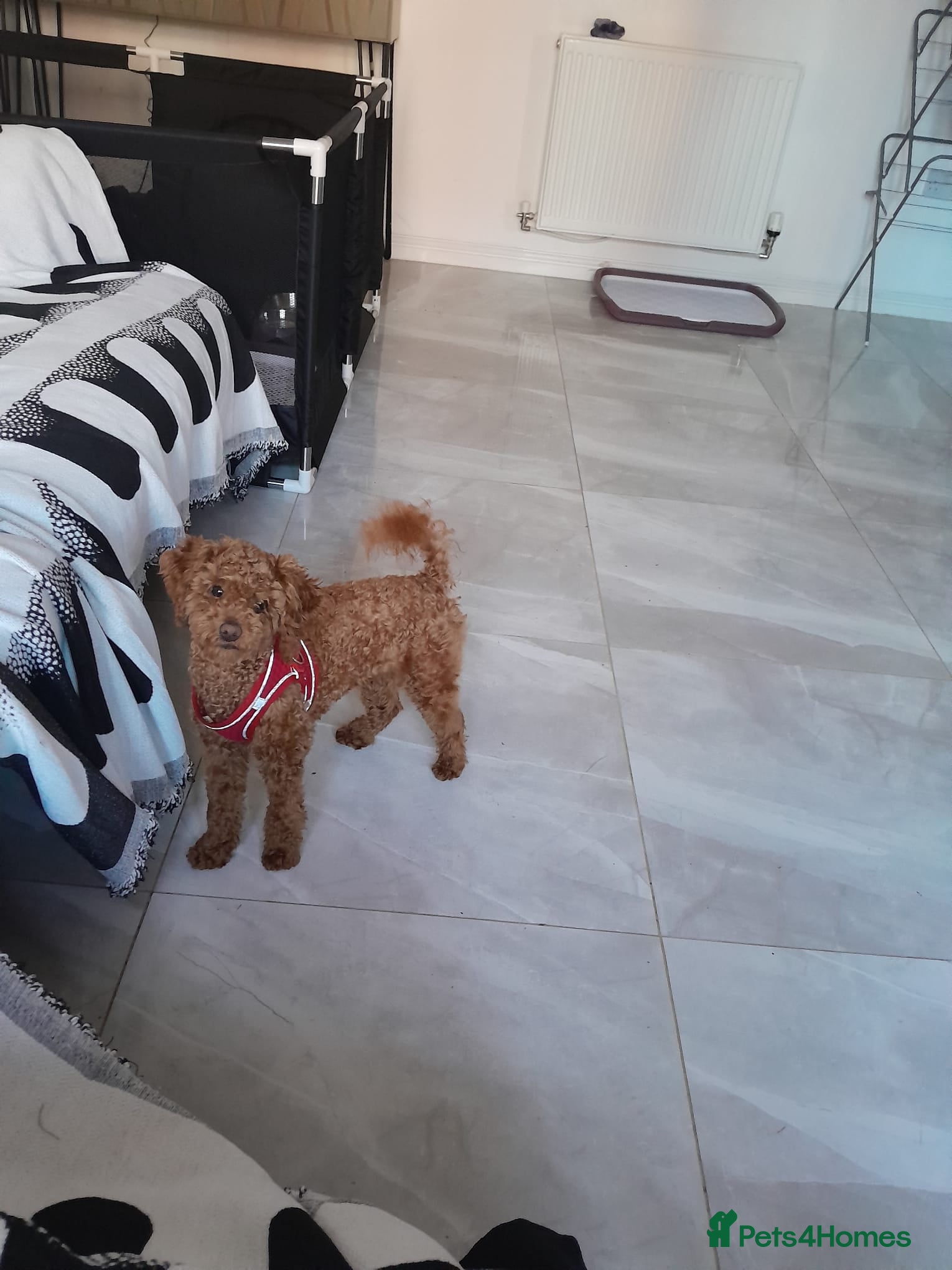 Poodle dogs Tiny Female Poodle - Advert 13