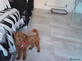 Poodle dogs Tiny Female Poodle - Advert 13