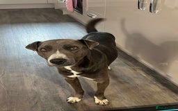 Mixed Breed dogs for adoption: Valour is available for foster or adoption - Image 5