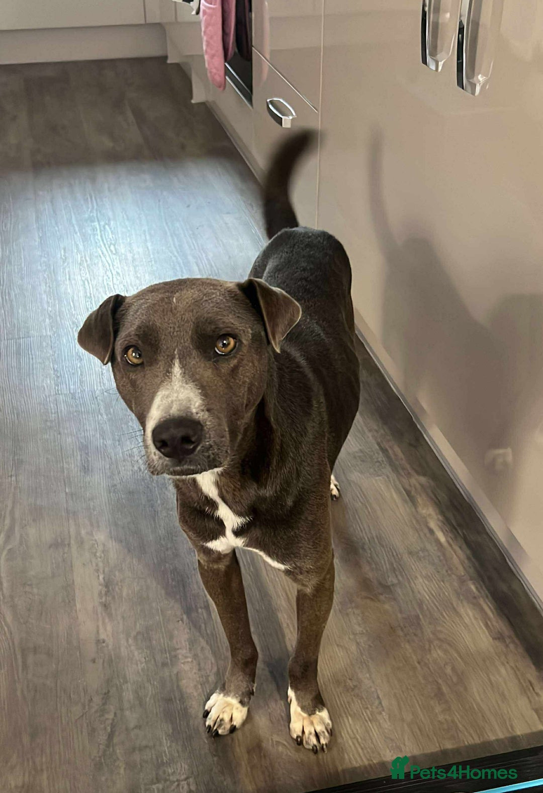 Mixed Breed dogs for adoption: Valour is available for foster or adoption - Image 5