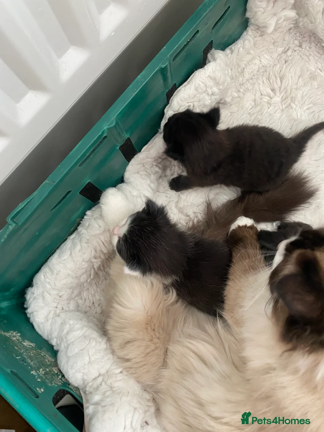 Ragdoll cats for sale: Rag doll X Kittens  in Chesterfield - Advert 2