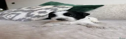 Mixed Breed dogs for sale: Sprockerpoo Puppies - Advert 34