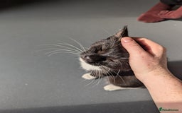 Domestic Shorthair cats for sale: Black and white tuxedo kitten for sale - Image 5