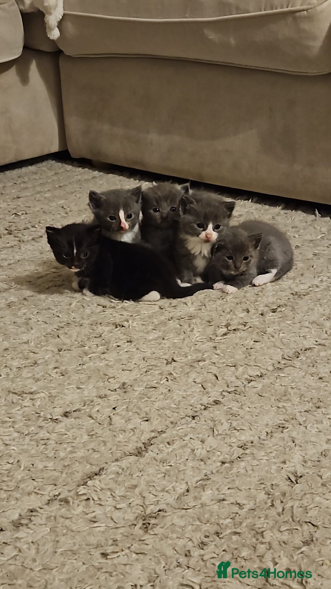 Mixed Breed cats 5 Beautiful ragdoll cross kittens - Advert 1