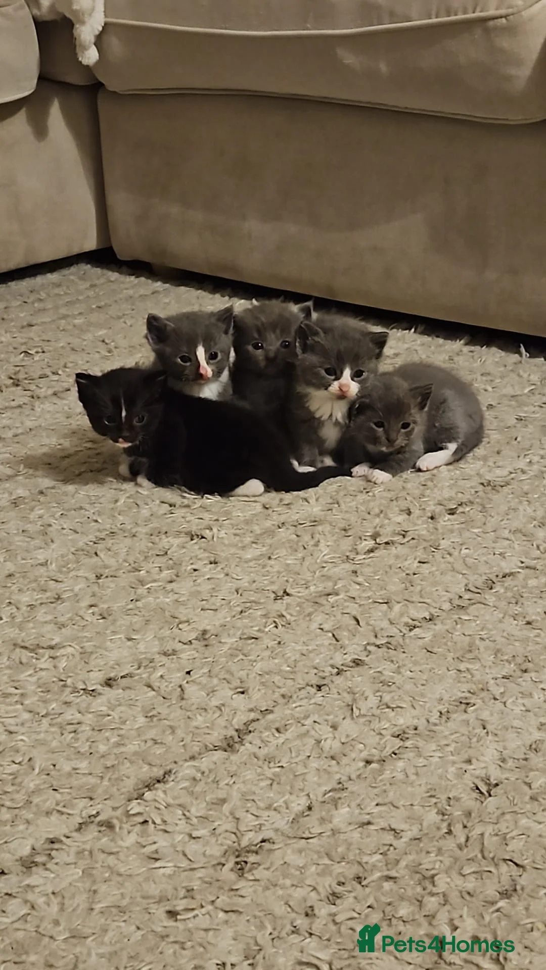 Mixed Breed cats for sale: 5 Beautiful ragdoll cross kittens - Advert 1