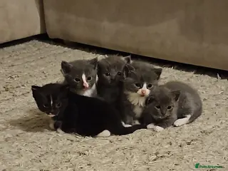 Mixed Breed cats 5 Beautiful ragdoll cross kittens - Advert 1