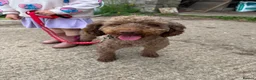 Cockapoo dogs for sale: Cockapoo puppies in Turriff - Advert 2
