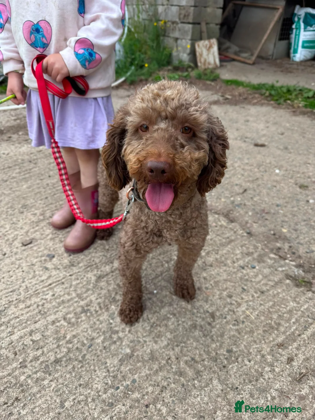 Cockapoo dogs for sale: Cockapoo puppies in Turriff - Advert 2
