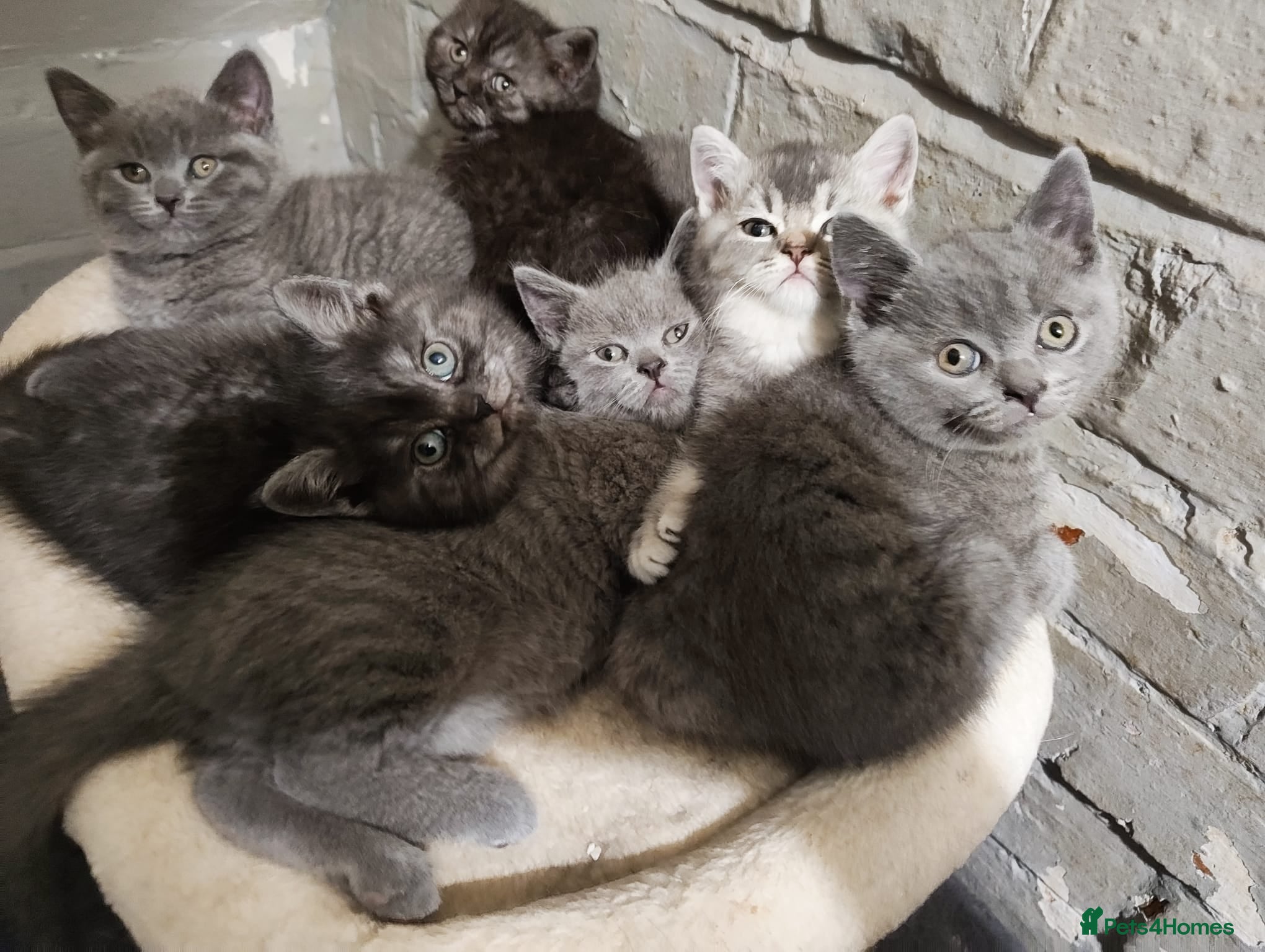 British Shorthair cats BRITISH SHORTHAIR KITTENS GCCF REGISTERED - Advert 2
