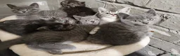 British Shorthair cats for sale: BRITISH SHORTHAIR KITTENS GCCF REGISTERED - Advert 14