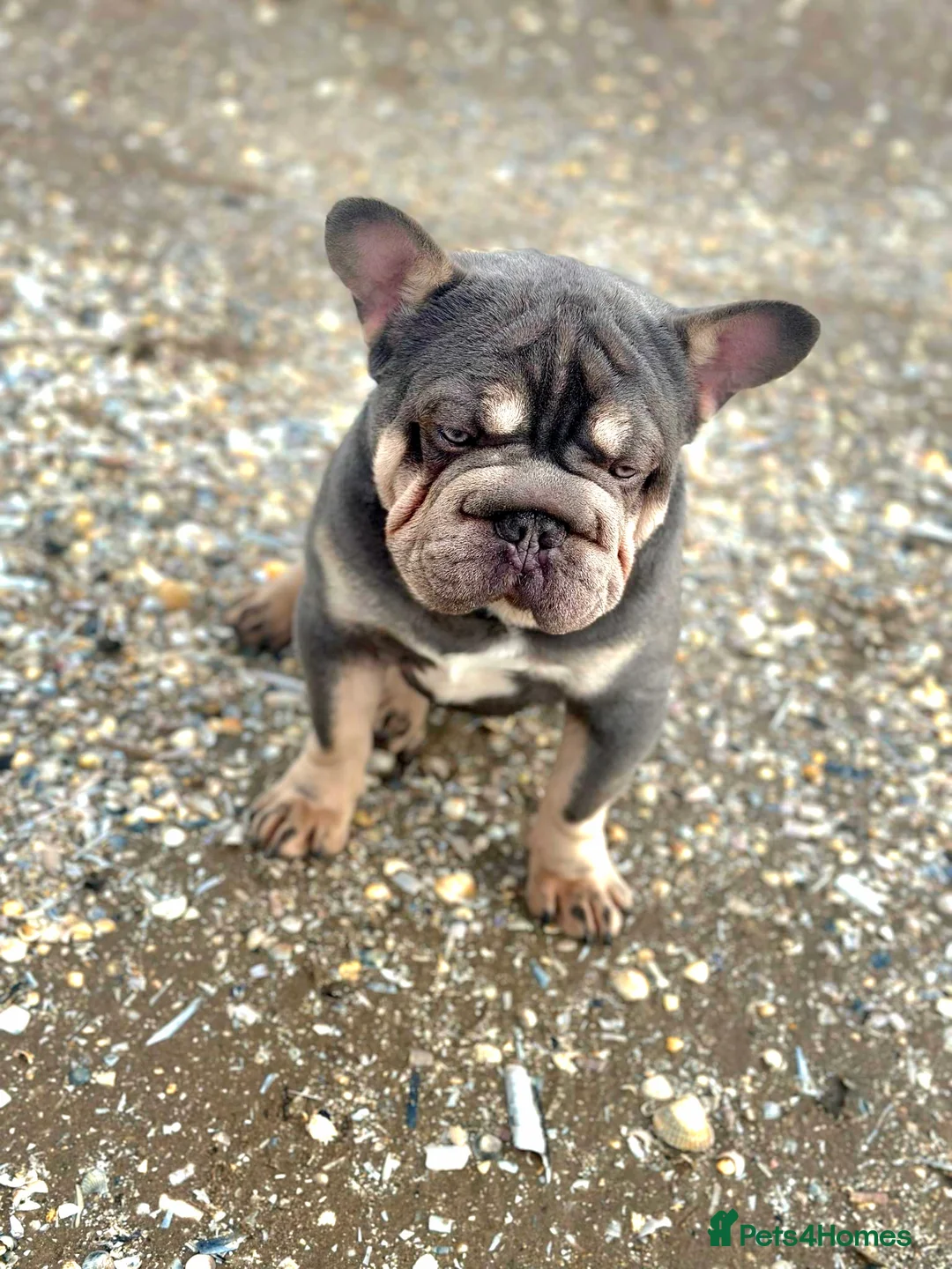 French Bulldog dogs for stud: french bulldog fluffy carrier in Birkenhead - Advert 5