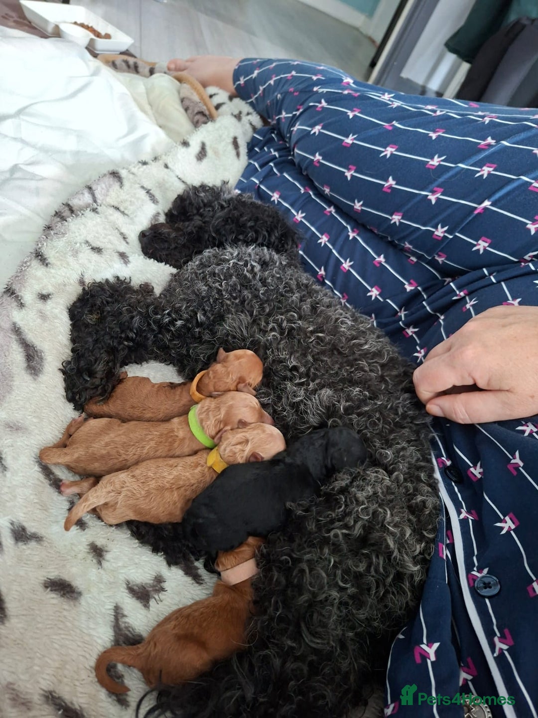 Toy Poodle dogs for sale: Toy Poodle  - Image 2