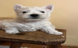 West Highland Terrier dogs for sale: Beautiful West Highland Boy ** READY NOW** - Image 3