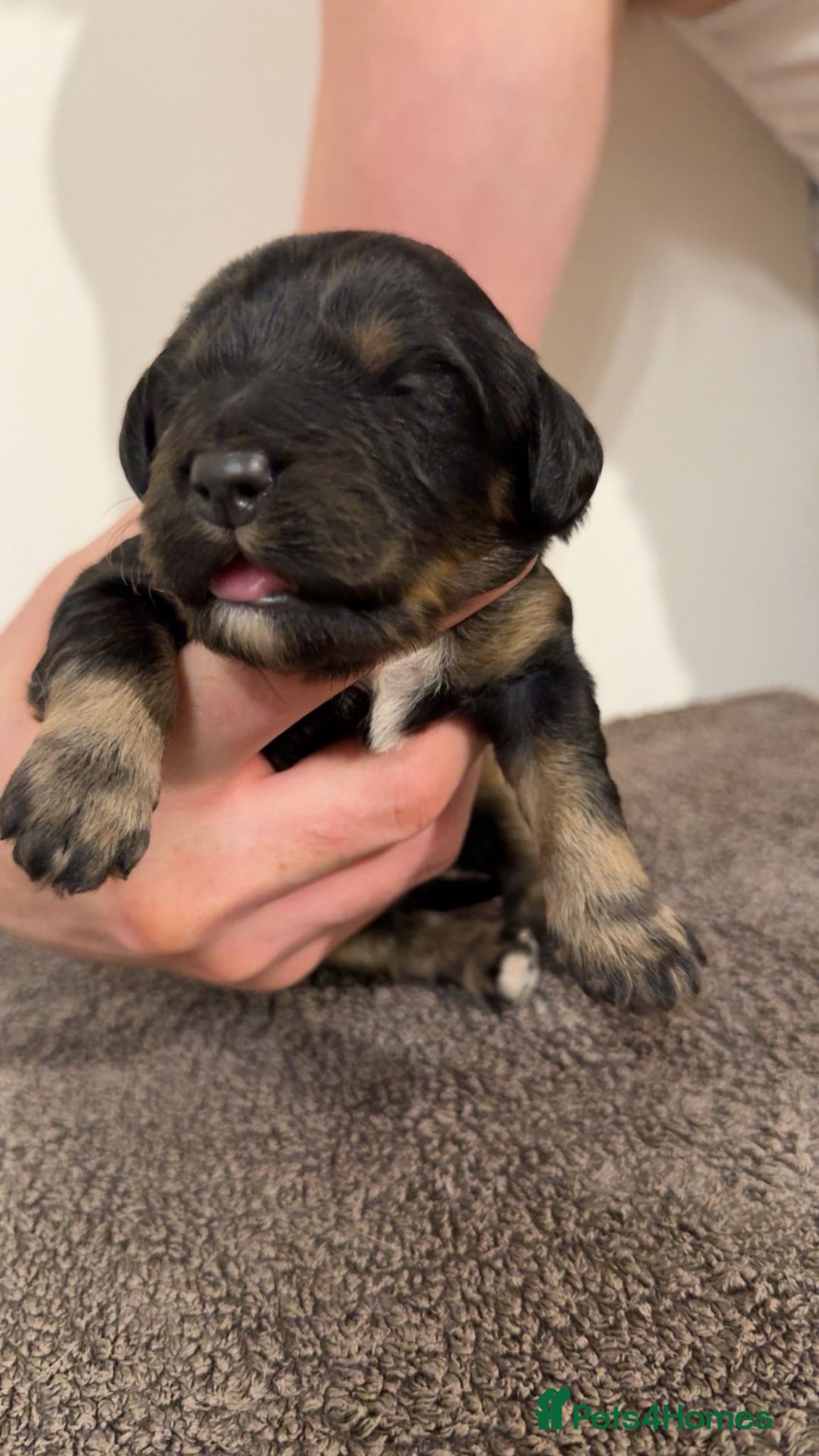 Cockapoo dogs for sale: Beautiful miniature cockapoos  - Advert 3