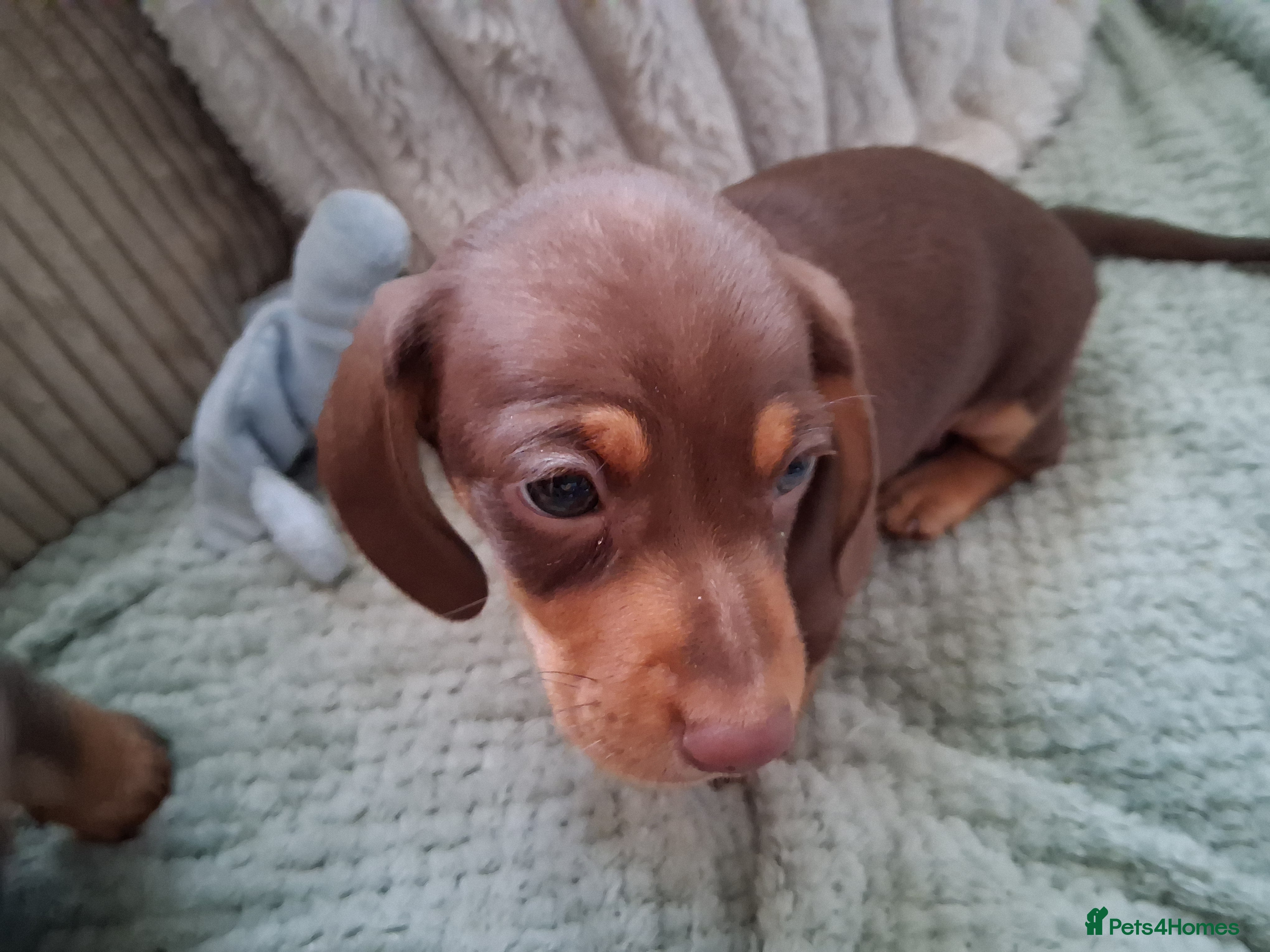Miniature Dachshund dogs for sale: ONLY 1 BOY LEFT ,READY TO LEAVE THURSDAY 07/05/  - Advert 8