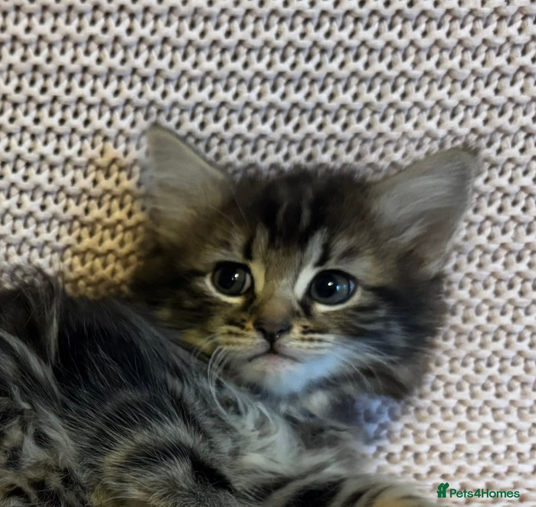 Maine Coon cats for sale: Maine Coon Bengal Cross - Advert 13