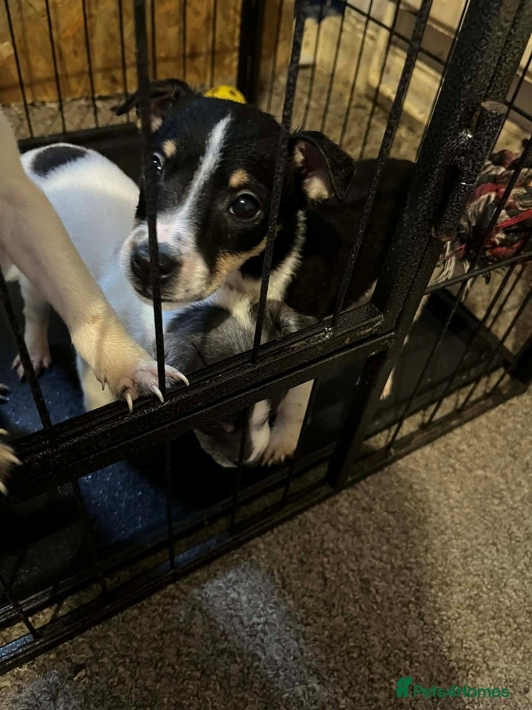 Jack Russell dogs for sale: four adorable jack russel puppies - Advert 9