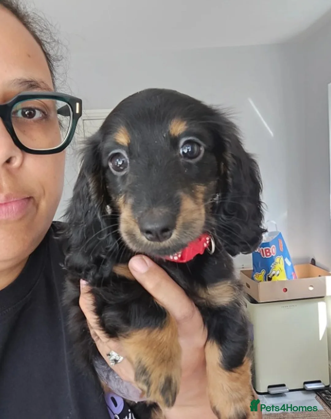 Miniature Dachshund dogs for sale: Adorable Miniature Long-Haired Dachshund Puppies  - Advert 4