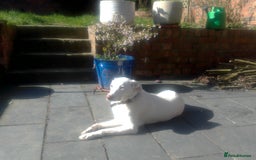 Mixed Breed dogs for sale: Young female Labrador cross for adoption  - Image 11