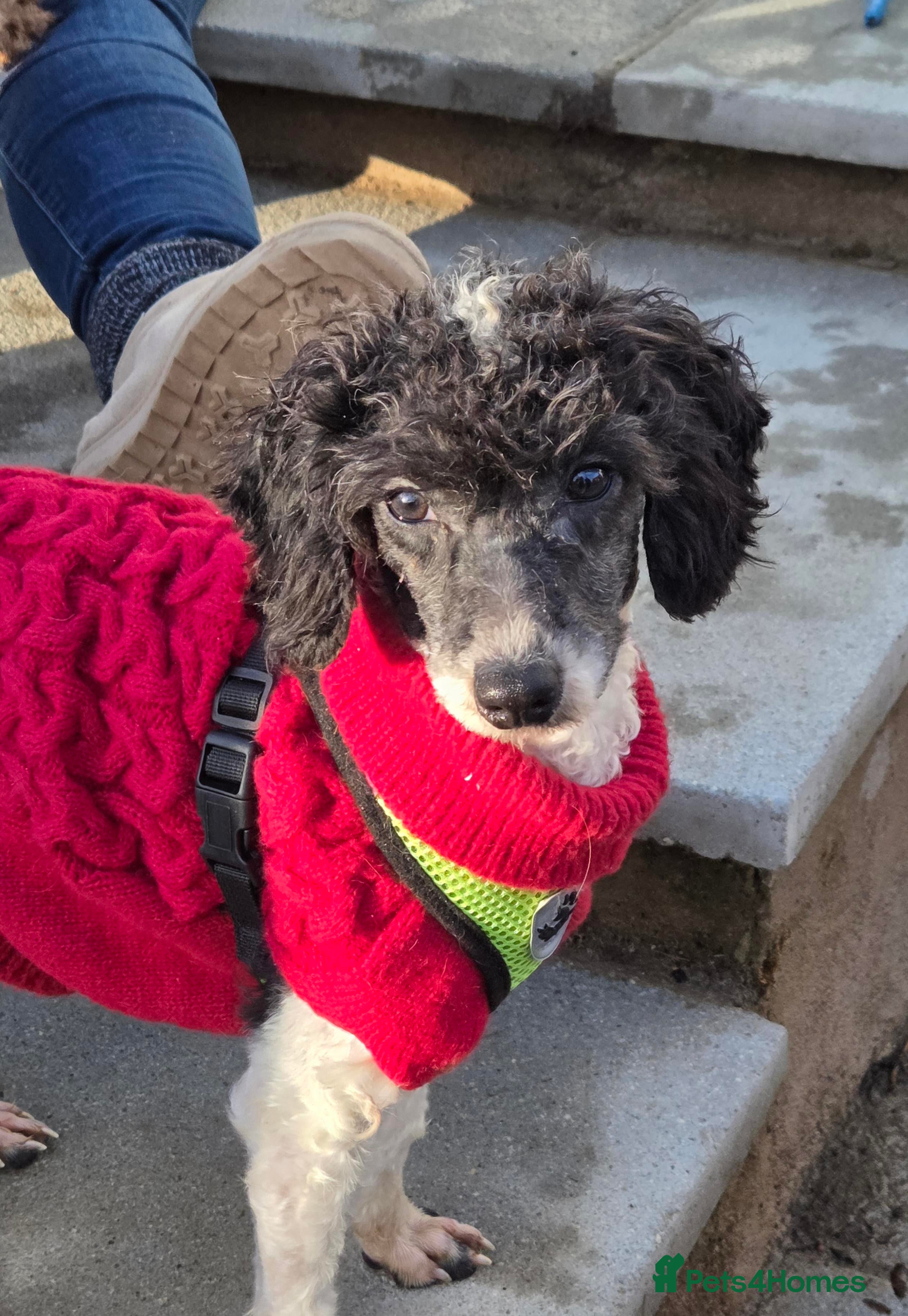 Miniature Poodle dogs Little Chico - looking for his perfect match - Advert 5