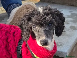 Miniature Poodle dogs Little Chico - looking for his perfect match - Advert 5