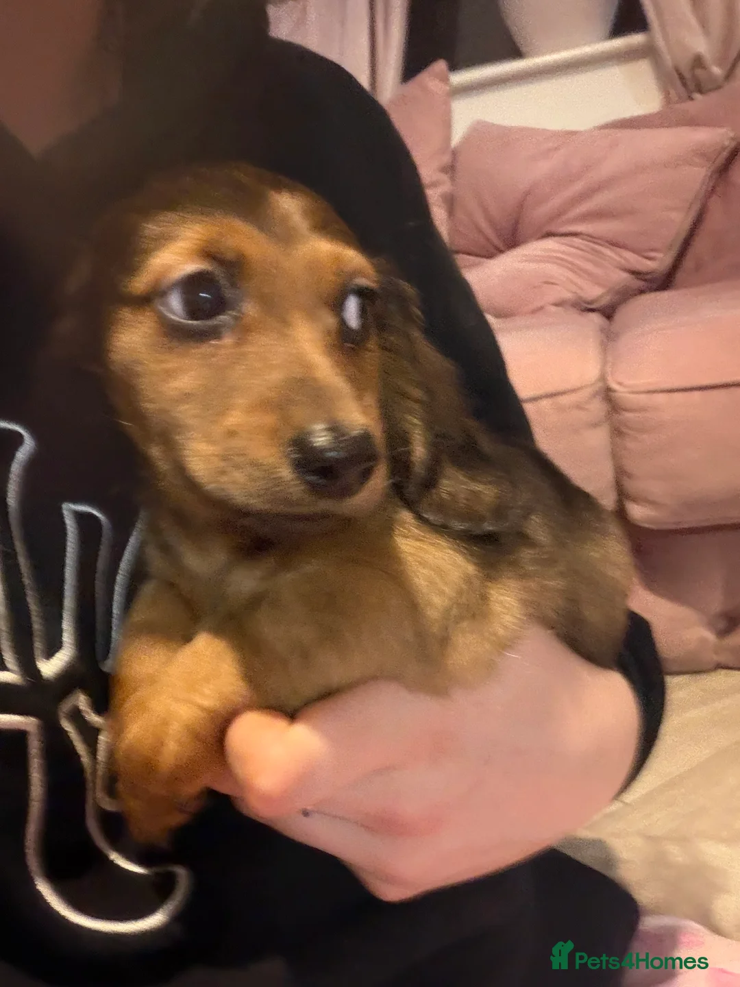 Dachshund dogs for sale: Dachshund puppies  in Sandbach - Advert 22