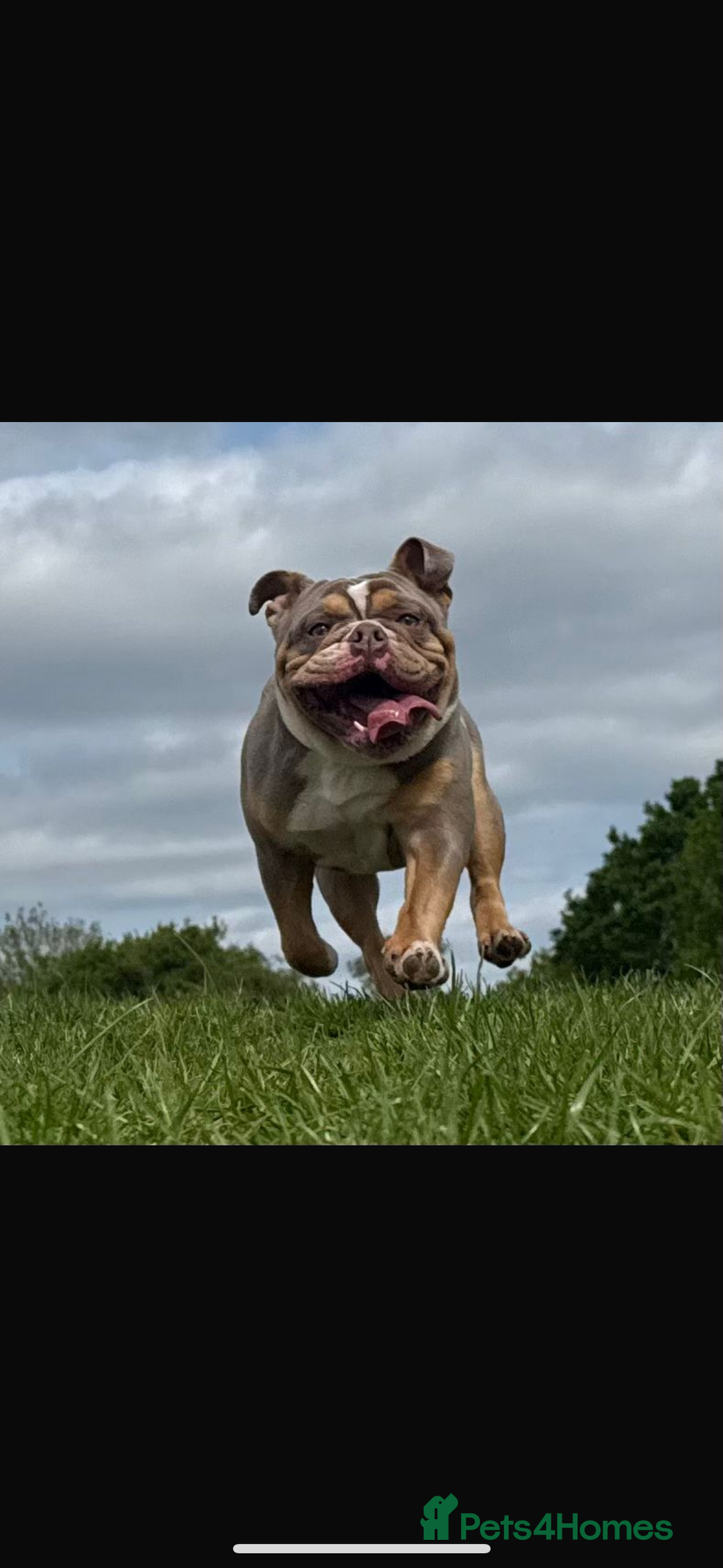 English Bulldog dogs for sale: Beautiful Female English Bulldog for sale  - Advert 6