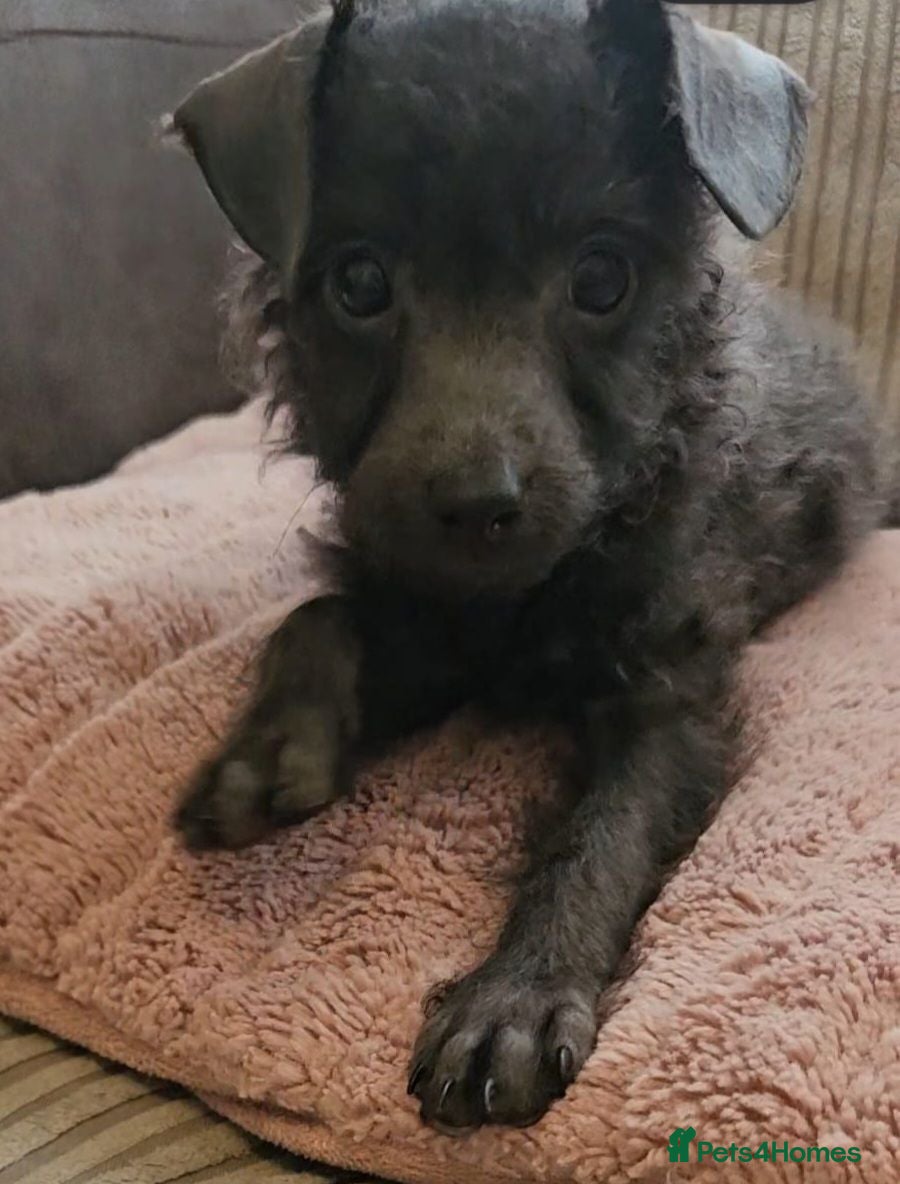 Toy Poodle dogs REDUCED 🤩ready to leave🤩🏡 - Advert 2