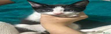Black & White Kitten 3