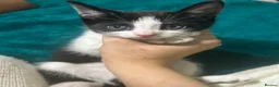 Mixed Breed cats for sale: Stunning Litter 7 Kittens - Come With Scratch Post in Nottingham - Advert 7