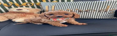 Cavapoo 3