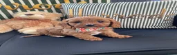 Cavapoo dogs for sale: Toy poodle cavapoos ❤️ in Newark - Advert 2