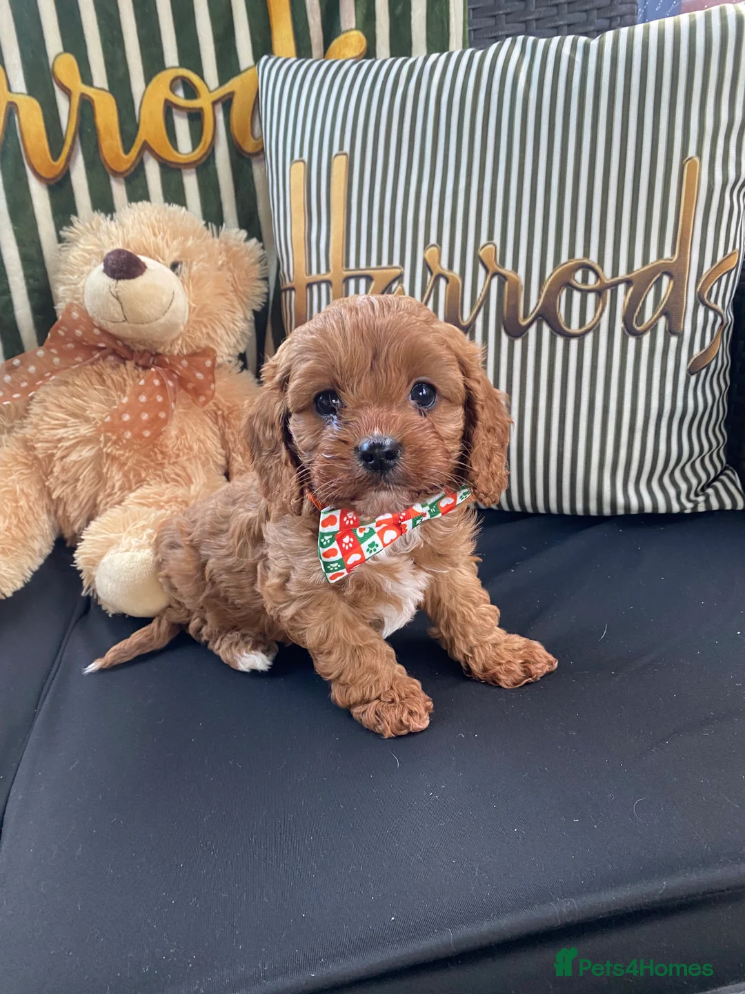 Cavapoo dogs for sale: Toy poodle cavapoos ❤️ in Newark - Advert 2