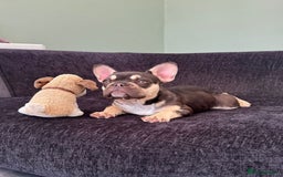 French Bulldog dogs for sale: Ready now, REDUCED 2 chocolate/lilac tan in Maidstone - Image 2