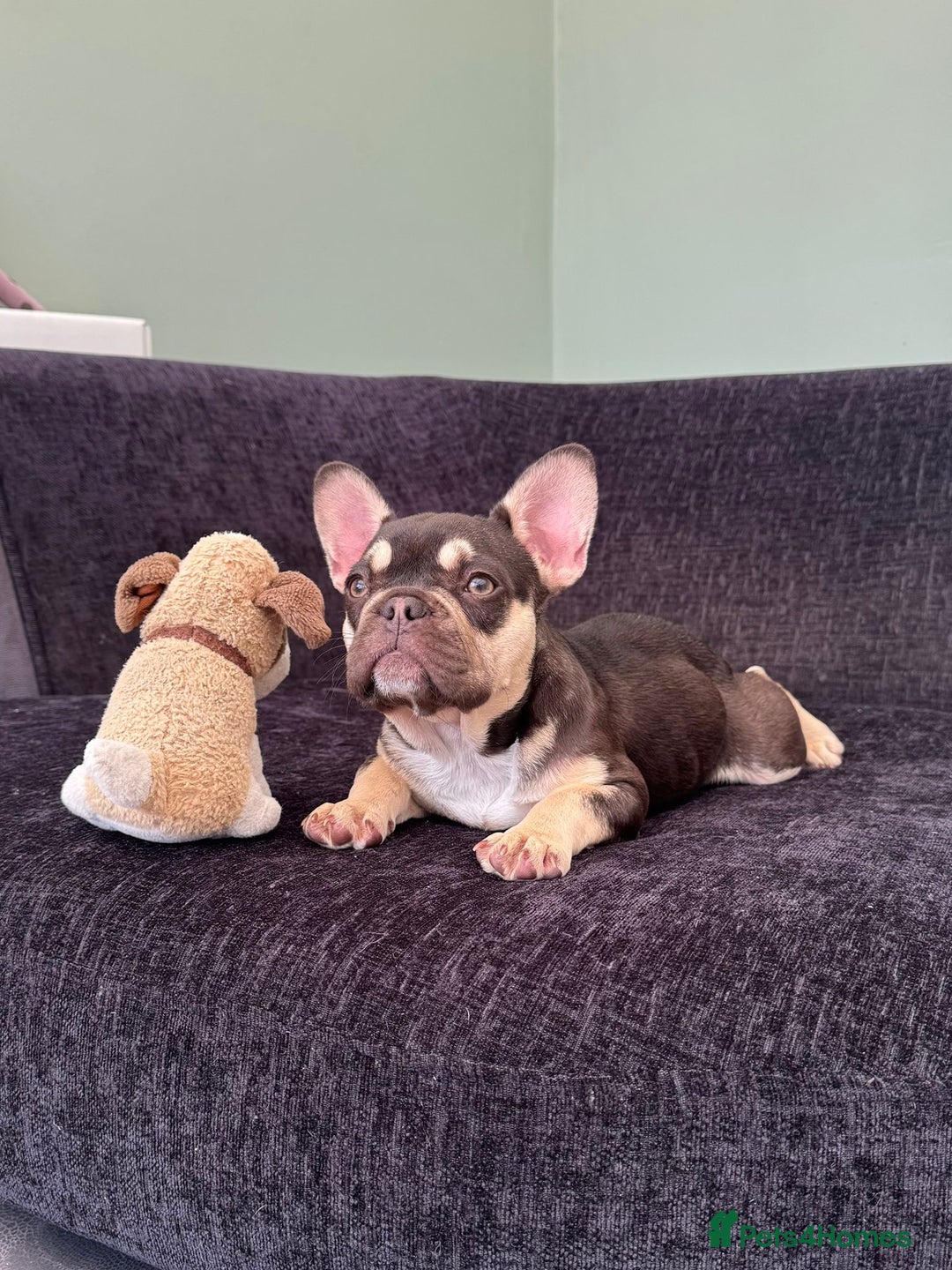 French Bulldog dogs for sale: Ready now, REDUCED 2 chocolate/lilac tan in Maidstone - Image 2
