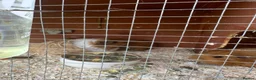 Guinea Pig rodents for sale: Guinea pigs - Advert 5