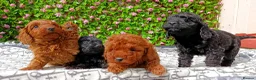 Cavapoo dogs for sale: F1 CAVAPOO EXTENSIVELY HEALTH TESTED PARENTS  - Advert 4