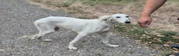 Saluki dogs for adoption: Jasmine - Advert 3