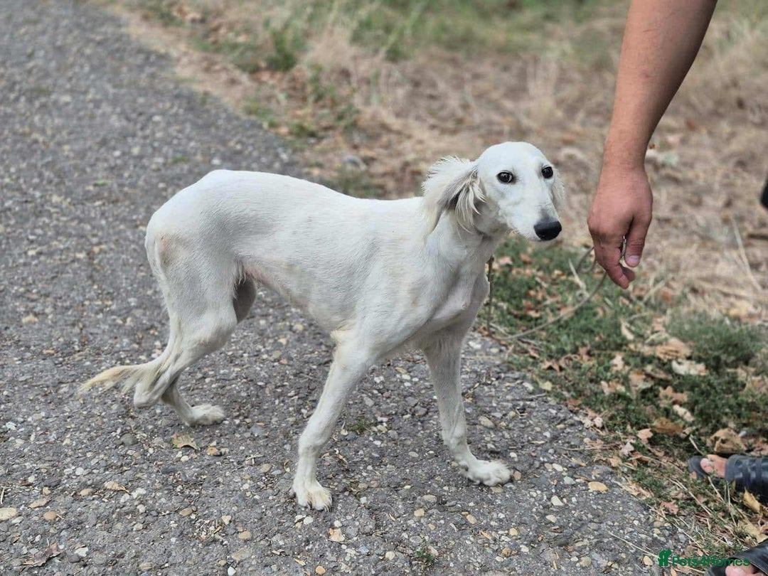 Saluki dogs for adoption: Jasmine - Advert 3