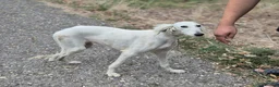 Saluki dogs for adoption: Jasmine - Advert 3