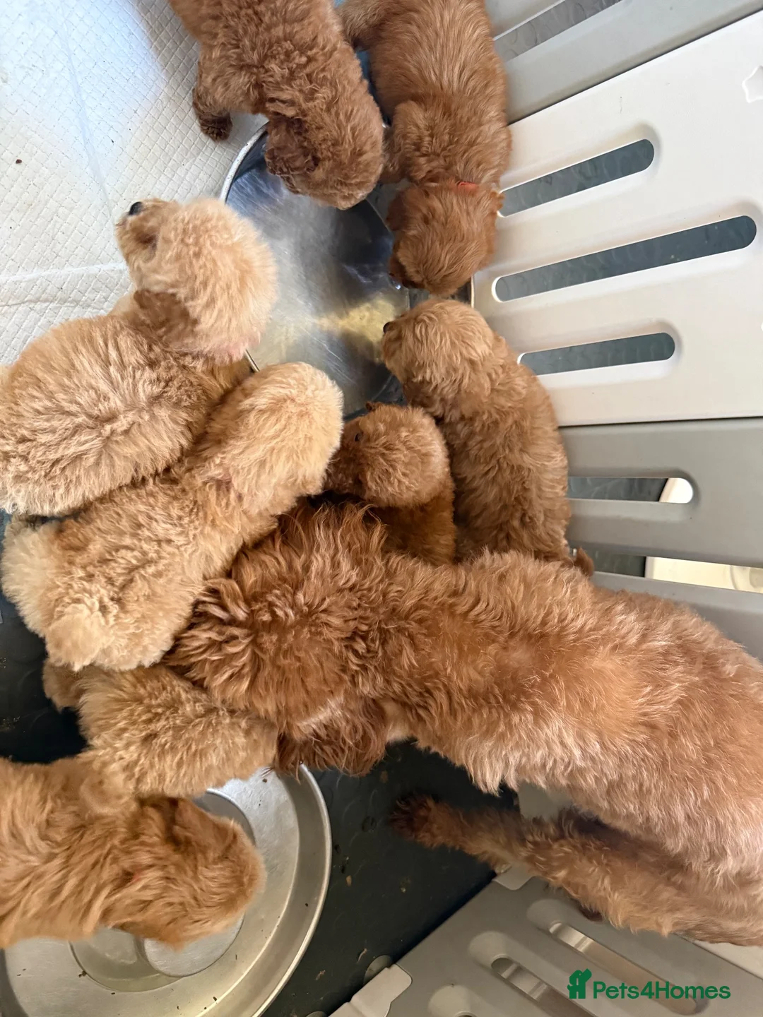 Cavapoo dogs for sale: Luxury small cavapoo - Advert 2