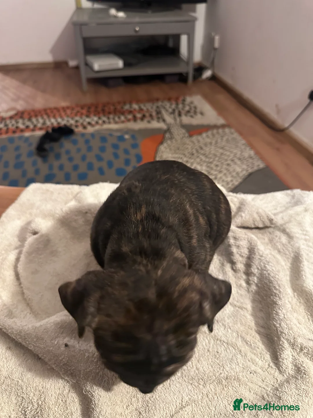 Mixed Breed dogs for sale: Beautiful staffy puppies looking for forever home  - Advert 9