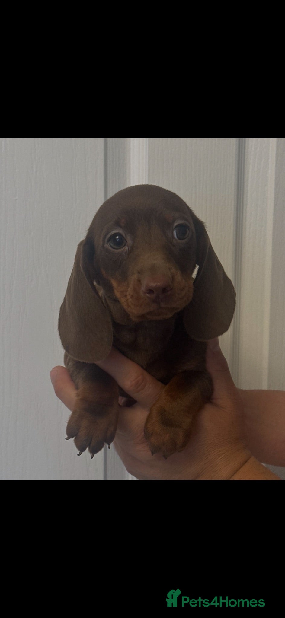 Miniature Dachshund dogs Miniature dachshund  - Advert 4