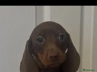 Miniature Dachshund dogs Miniature dachshund - Advert 4