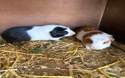 Guinea Pig rodents for sale: Male and female guinea pigs for sale  - Image 11