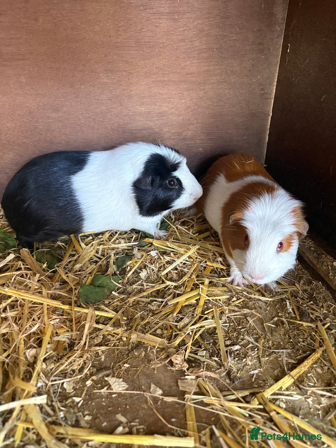 Guinea Pig rodents for sale: Male and female guinea pigs for sale  - Image 11