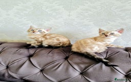 Bengal cats for sale: 🐾***GORGEOUS PURE SNOW BENGAL***🐾 - Advert 1