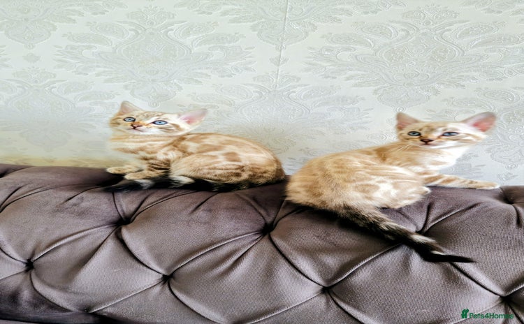 Bengal cats 🐾***GORGEOUS PURE SNOW BENGAL***🐾 - Advert 3